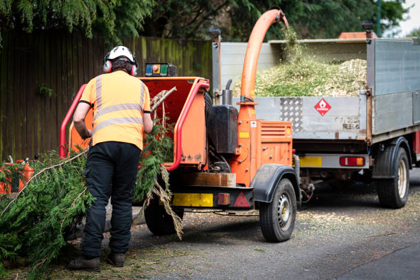 Best Tree Cutting Near Me  in Cody, WY